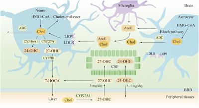 Connecting the Dots Between Hypercholesterolemia and Alzheimer’s Disease: A Potential Mechanism Based on 27-Hydroxycholesterol